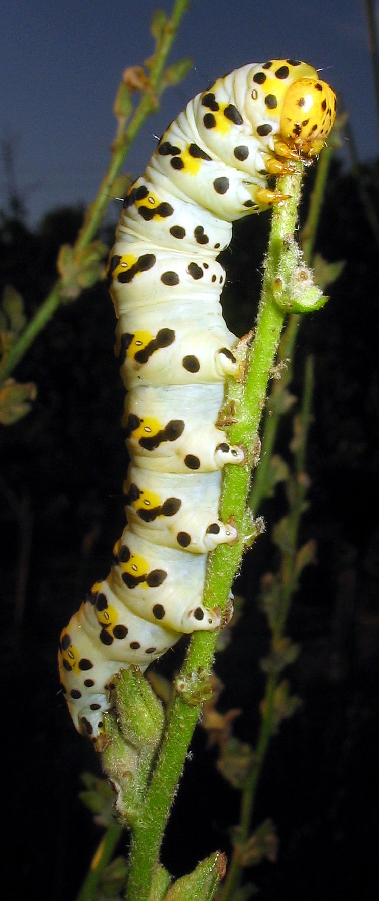 Lepidoptera:Cucullia lychnitis